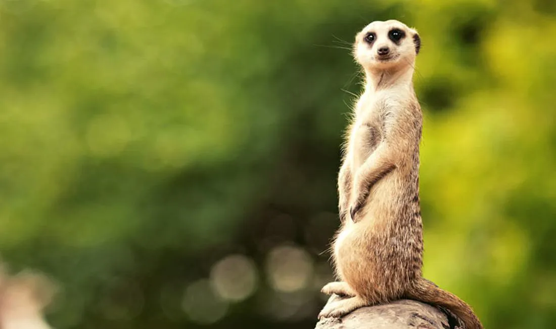 Zoo de Lagos